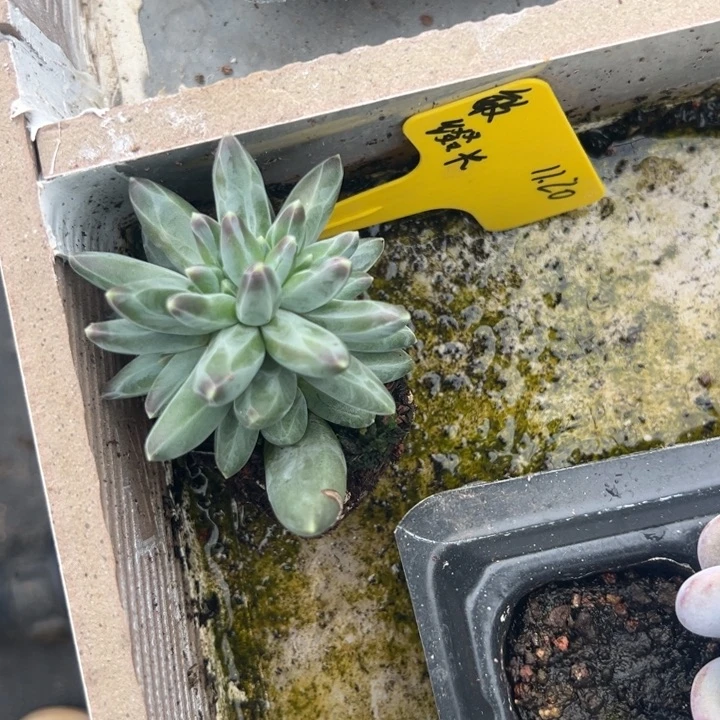 *****敏宝贝凤羽缀化一颗