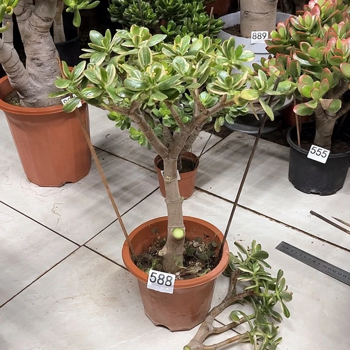 三色花月独杆老桩