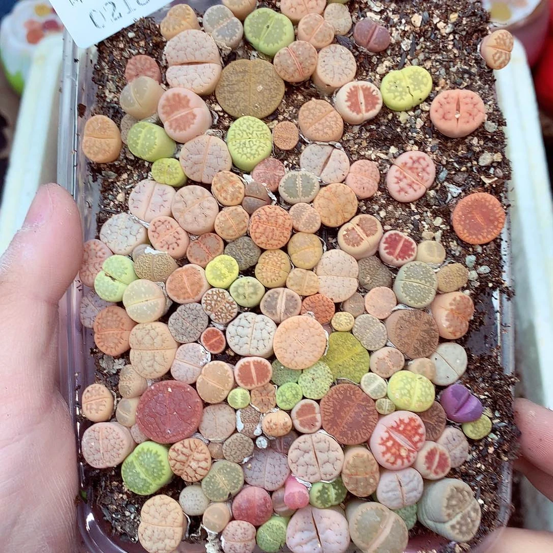 郎哥多肉生石花18-1