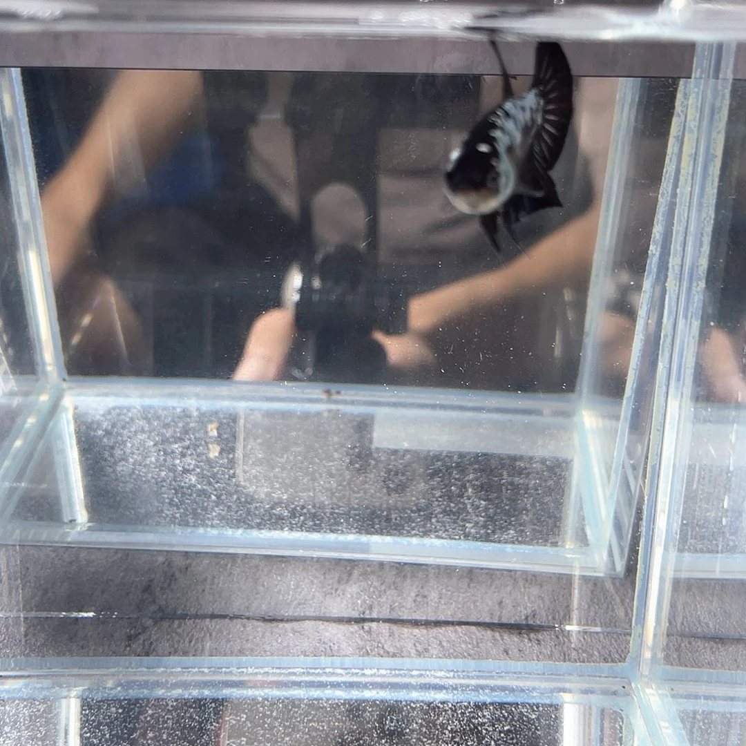 斗鱼不包邮首单补10运16