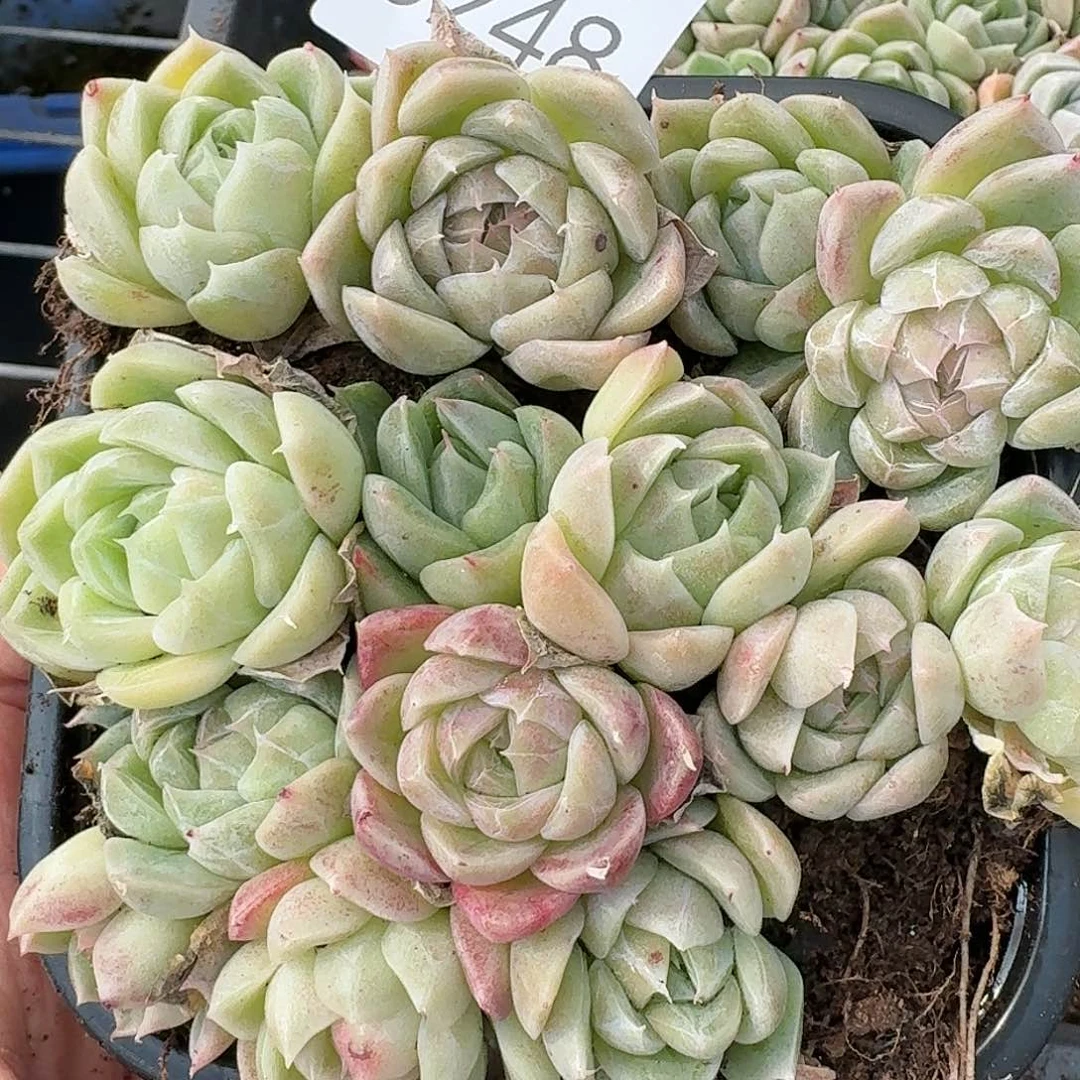 杂交新品珍妮多肉248