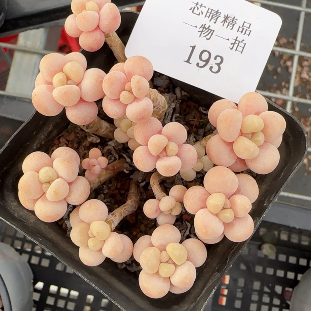 闪购精品多肉193号