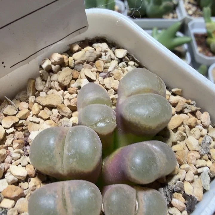 051。多肉植物的生长发育