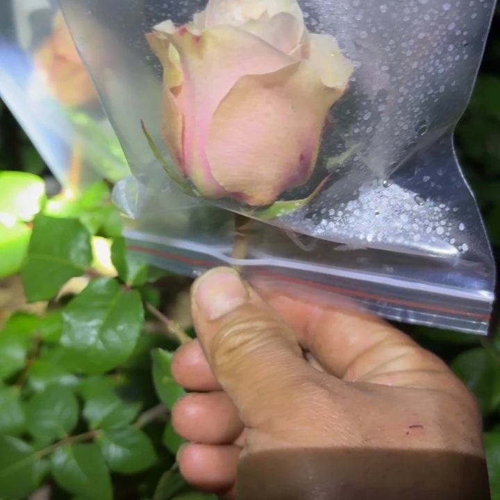 无花朵爱情喷泉一加仑