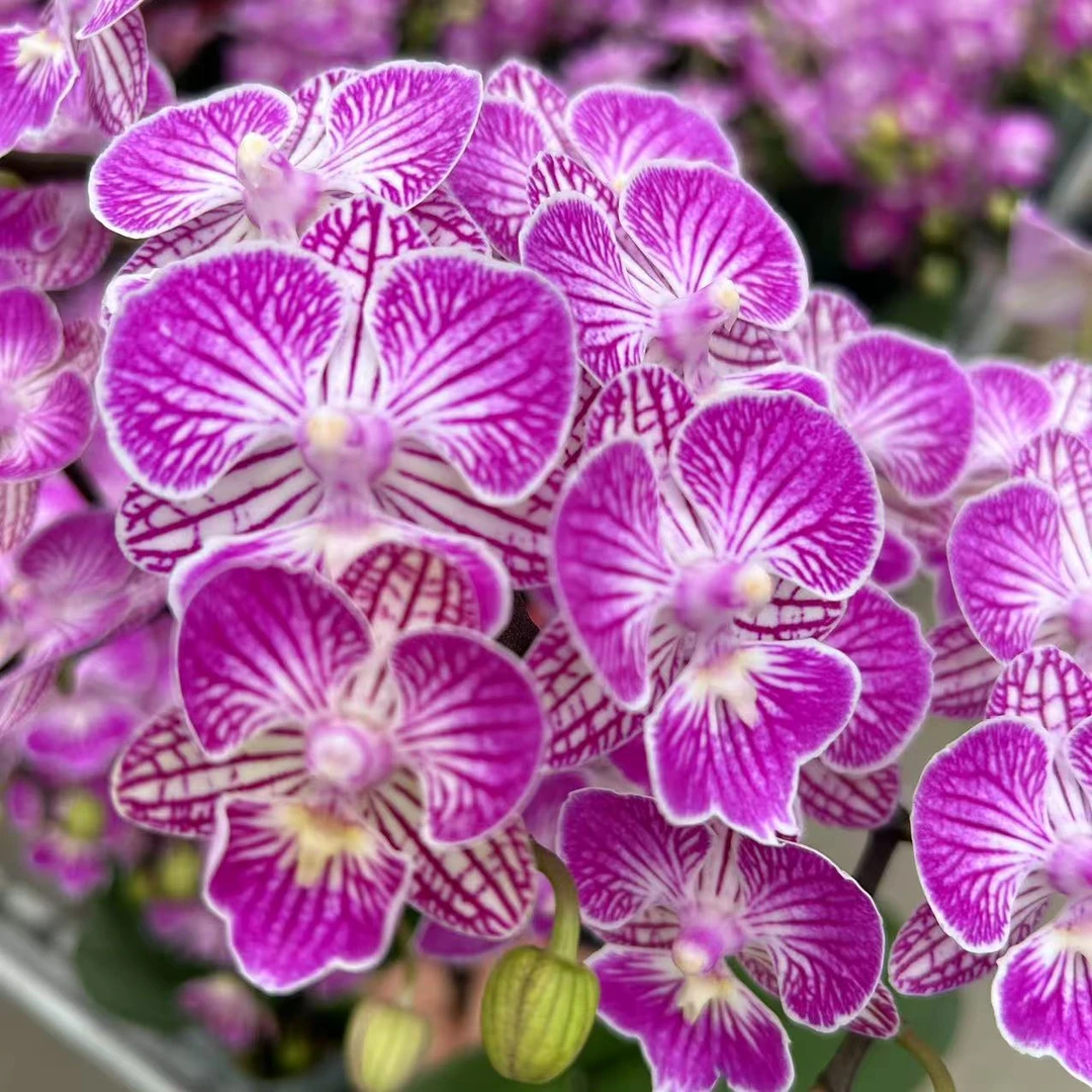 甄选（荔枝玫瑰） 丰花量树形 3.5寸大杯 多花多花苞 中小花型