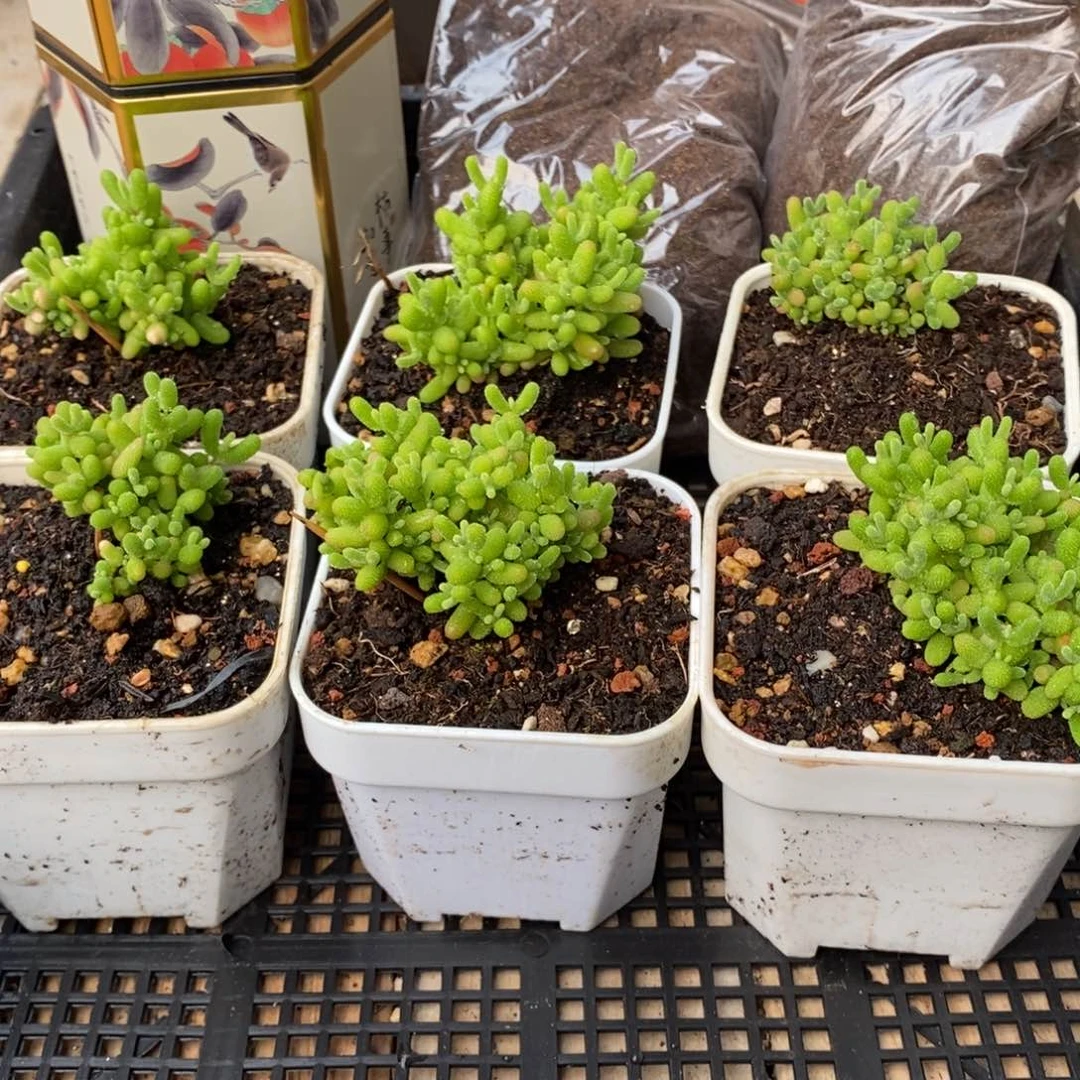 枝干番杏多肉植物