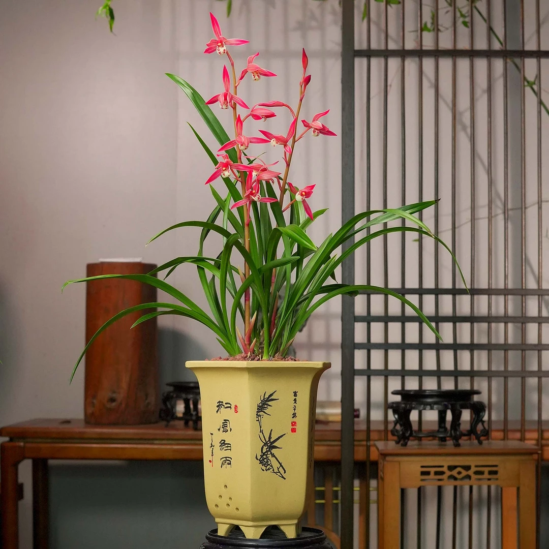 报岁兰铭品【霸王别姬】 玉美人兰花带2-3花剑 紫砂盆好养盆栽