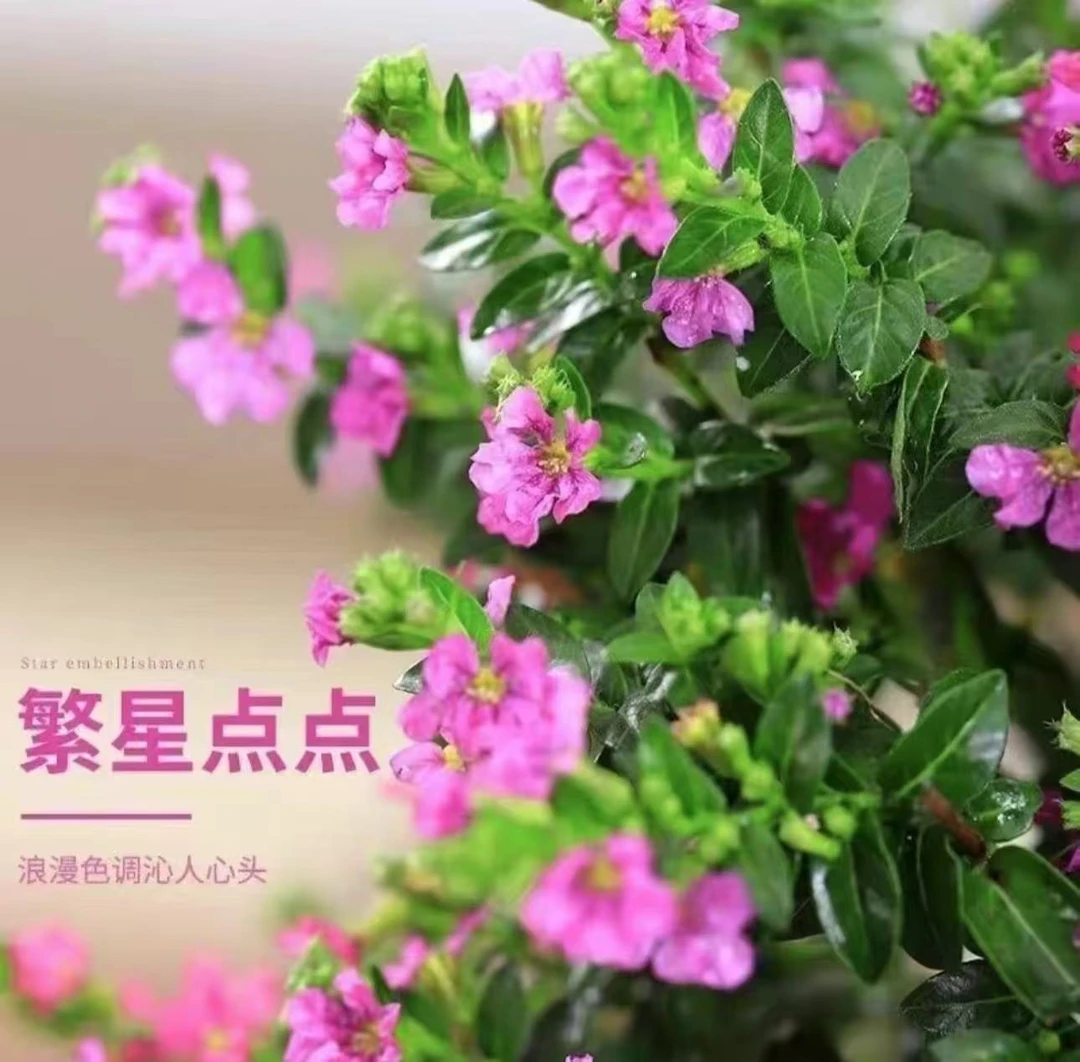 拍一送一到手两盆【满天星带花苞发货】盆栽花室内阳台地栽四季开花