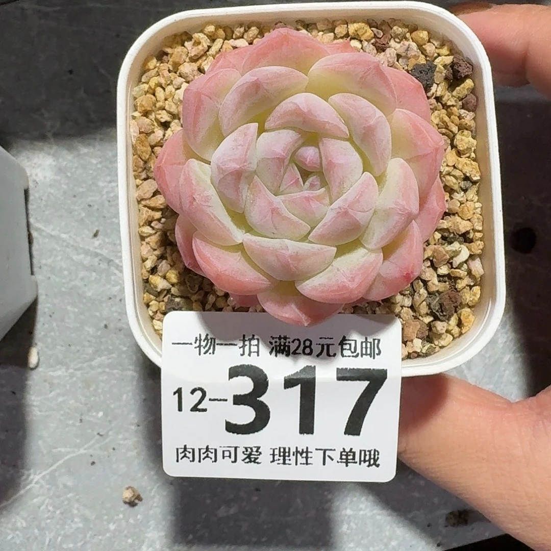 美梦无盆土发货无盆土发货无