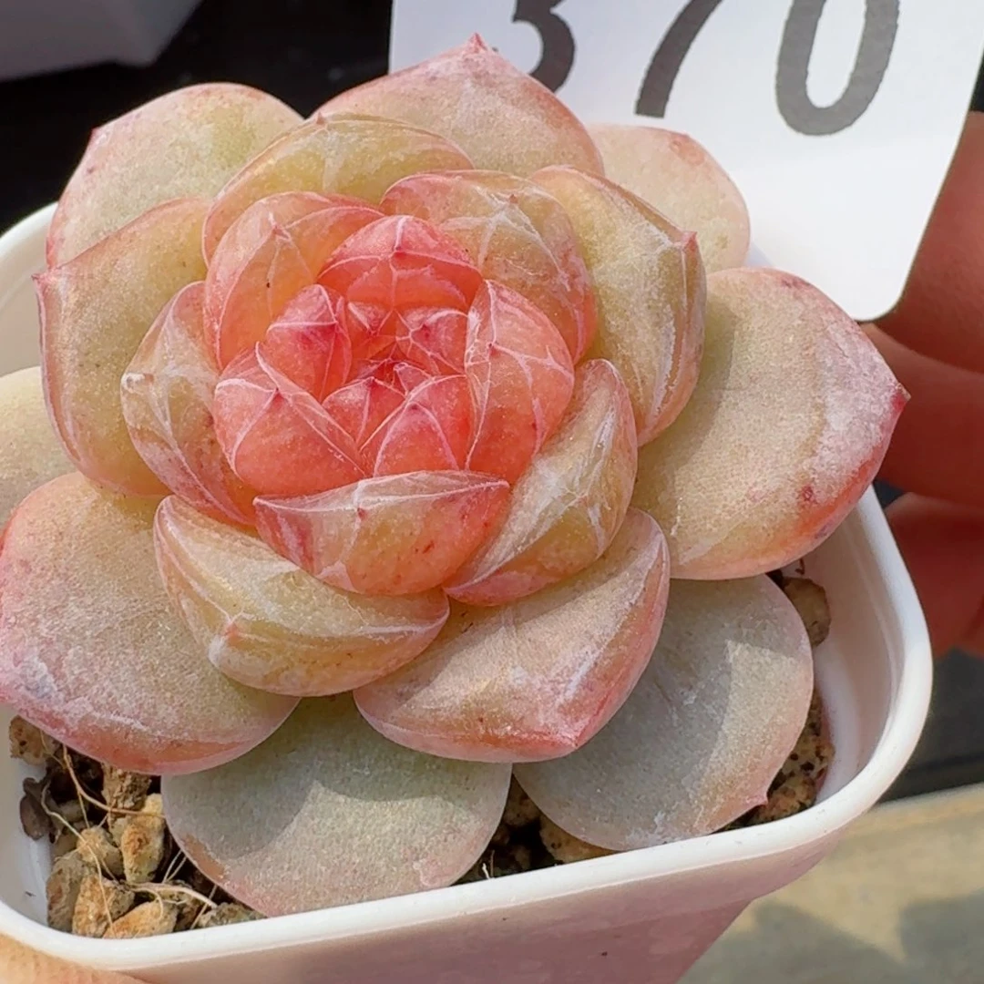 孤品珍妮         精品多肉