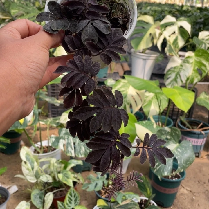 完全开放紫茄藤长15厘米