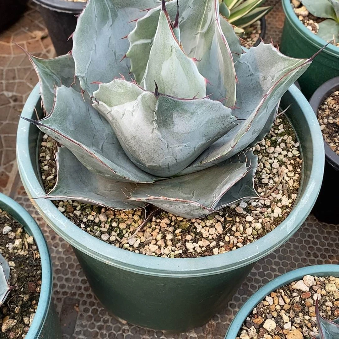 多肉植物龙蛇兰植物