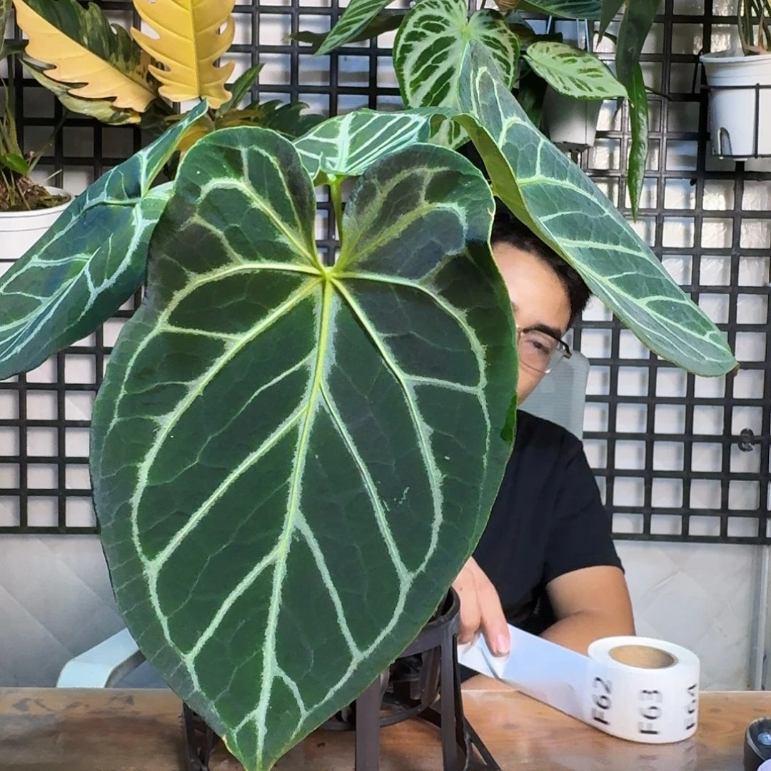 c***y无花朵一物一拍F62