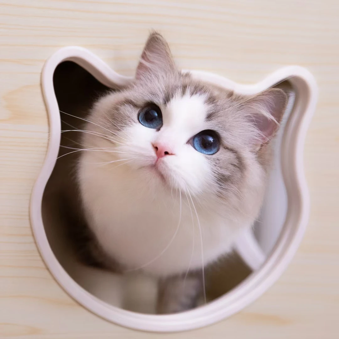 Velvetpaw雪梨-海山双色布偶妹妹宠物猫咪全款链接宠物猫购买