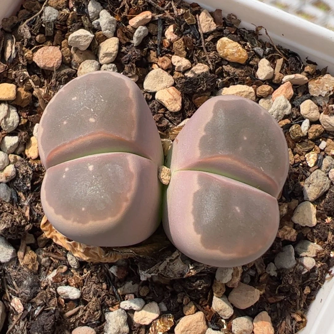 536多肉植物百科
