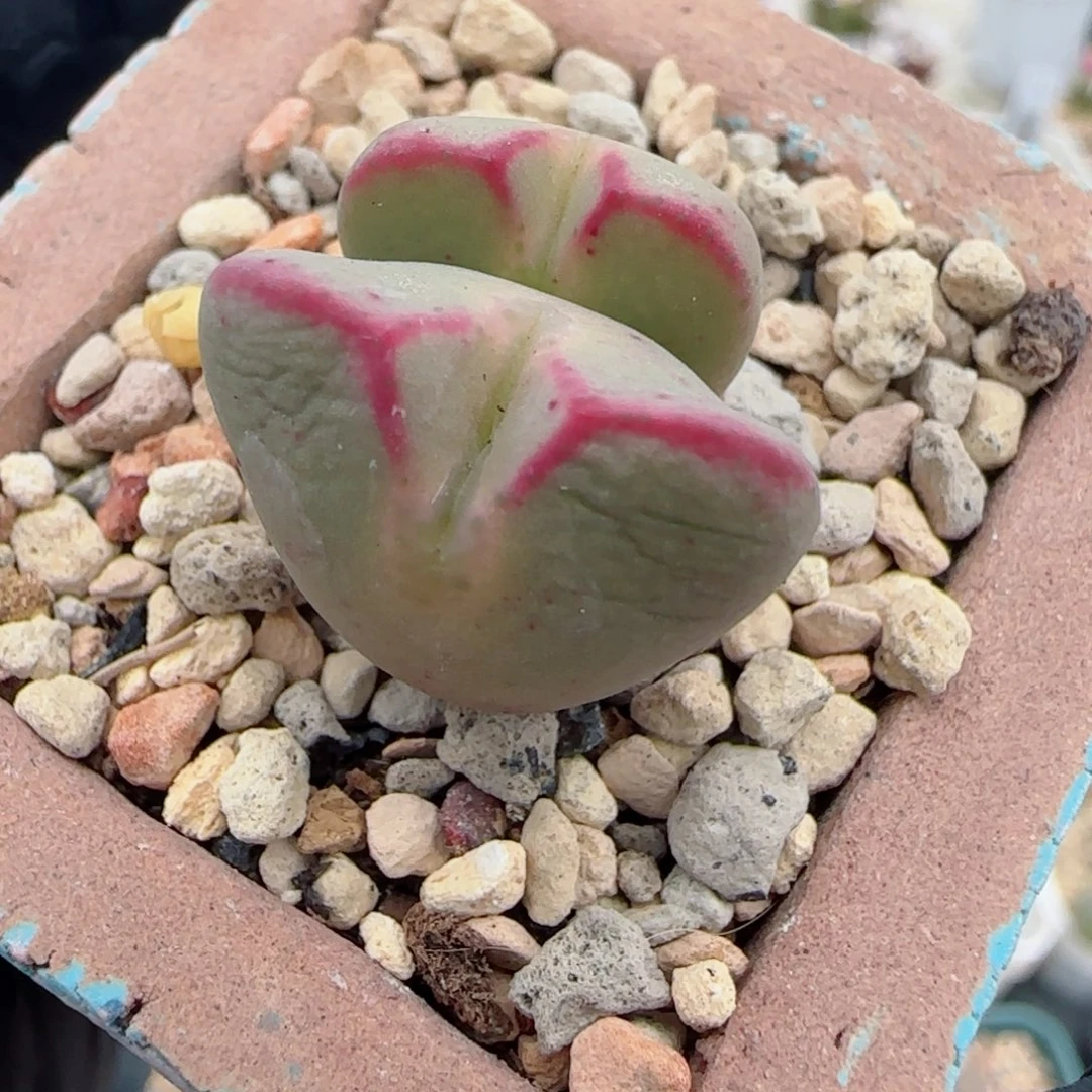 多肉植物将杂一颗30号