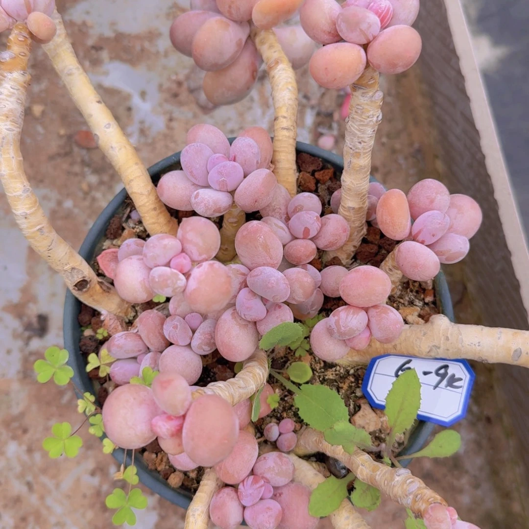 6-94奶凡艺多肉//
