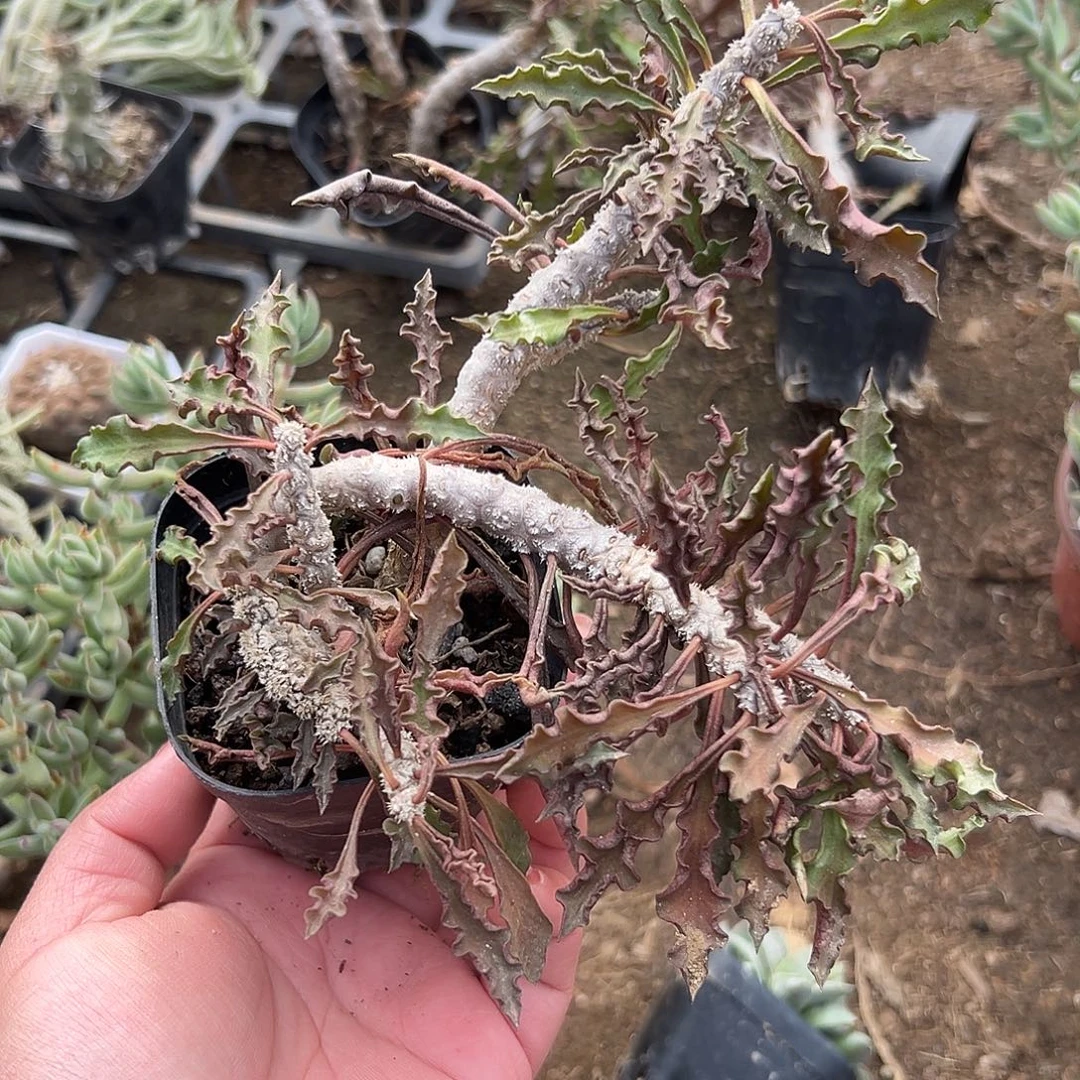 多肉植物皱叶麒麟