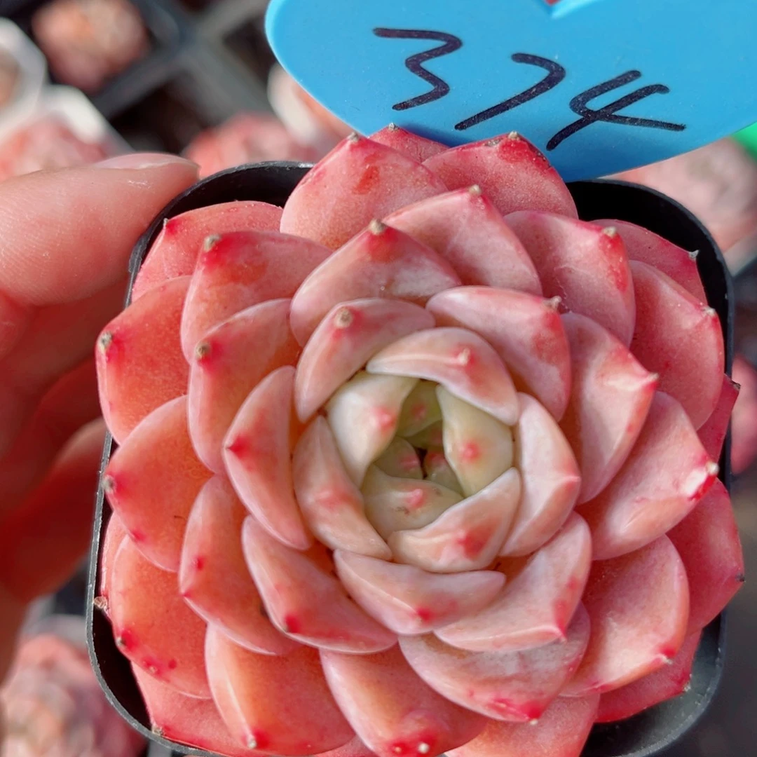 374号小老桩糖心单头