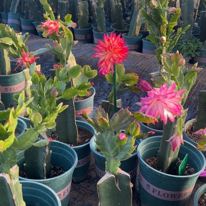 香***聊56号083，111111111