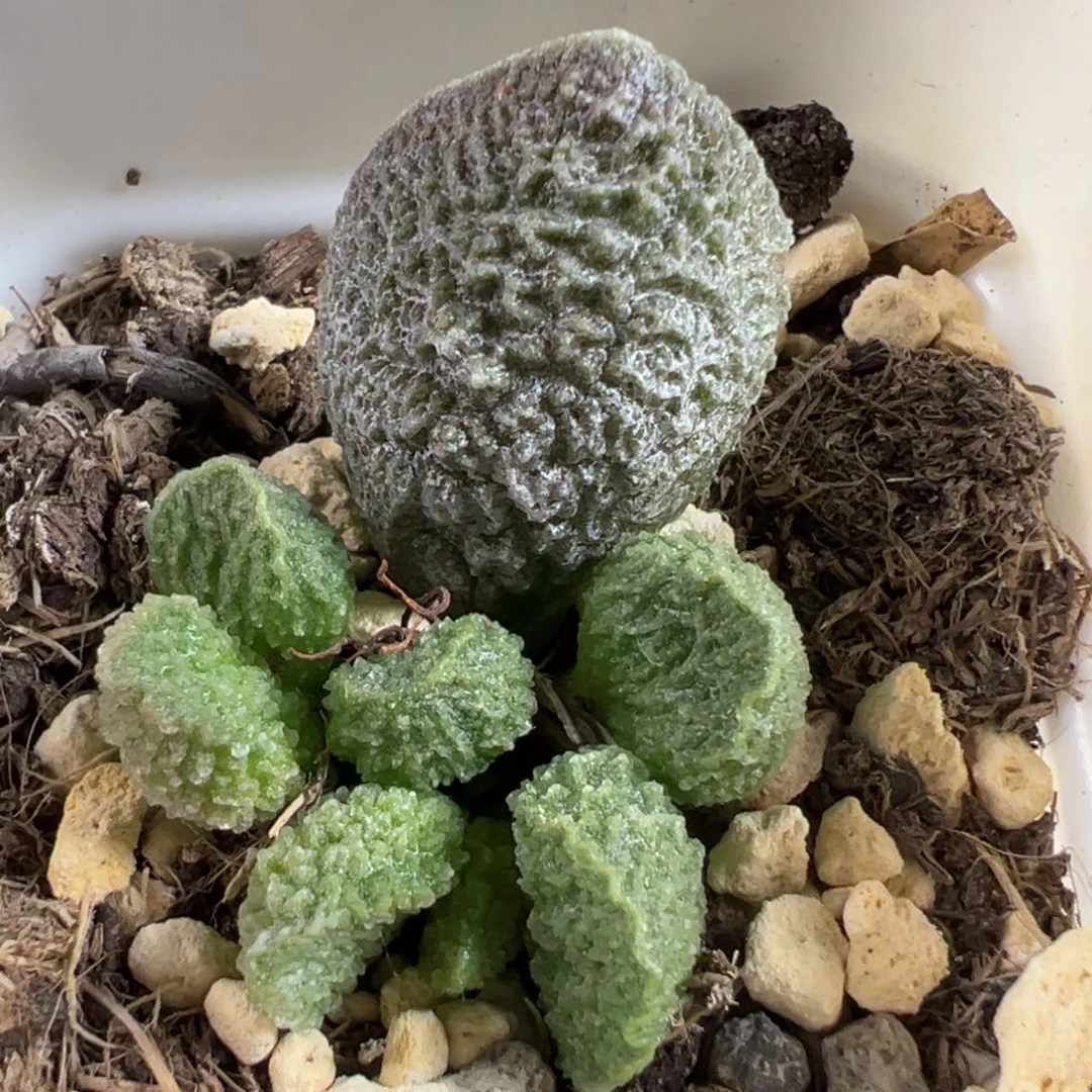 实生新品大苗多肉植物水泡多肉植物