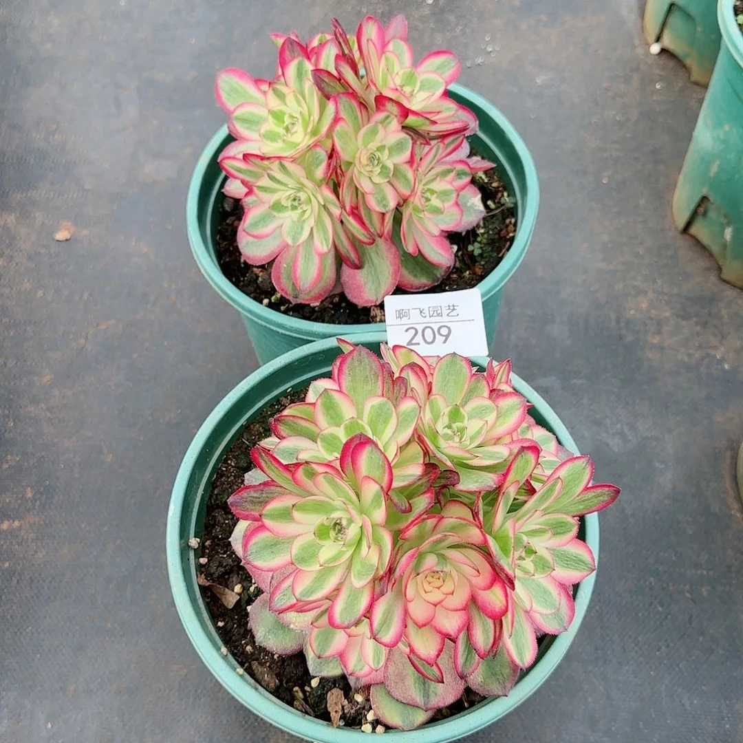 秒**肉209多肉 荔枝掐心两颗