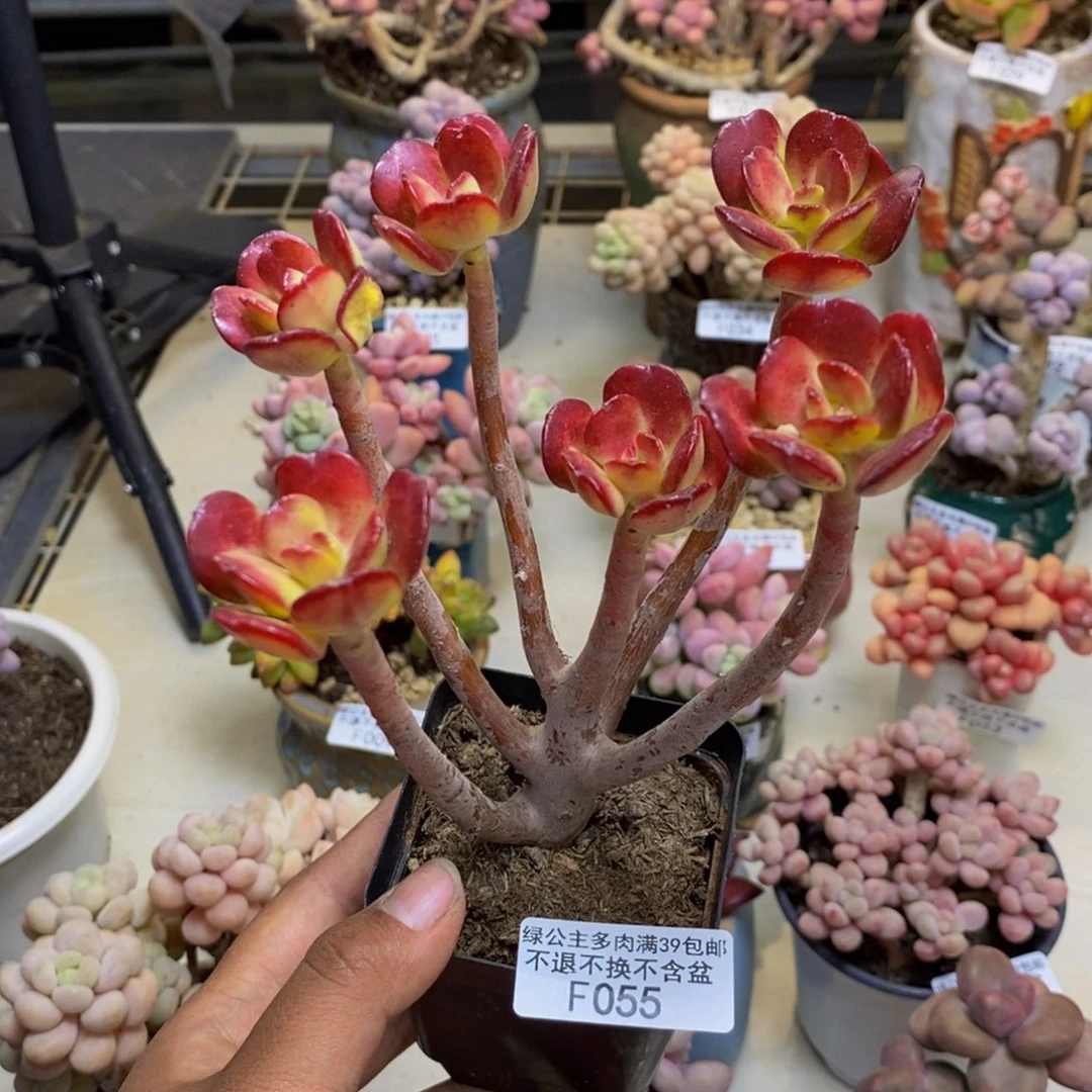 055红梅多肉肉7c m