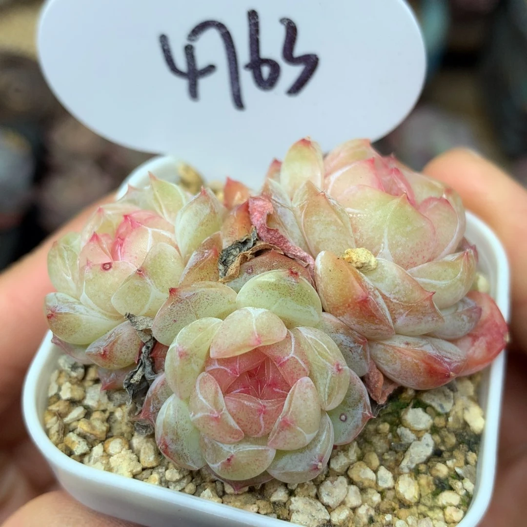 玉珠珍妮3头群4763