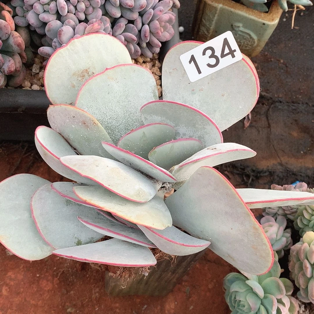 134白眉一物一拍多肉