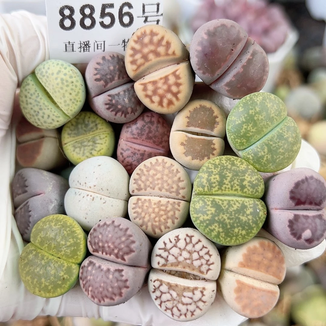 8856 好养易活生石花大母本18个