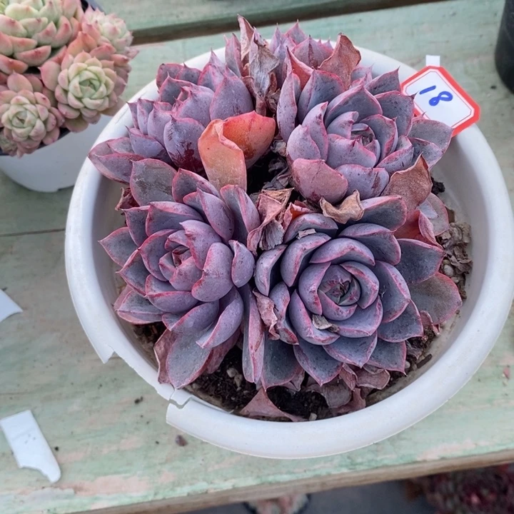 越****y一物一拍赫拉多肉18