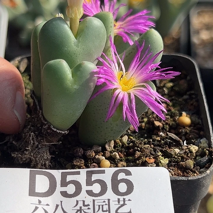 小***菇556号大将2个zyyyxyzwx