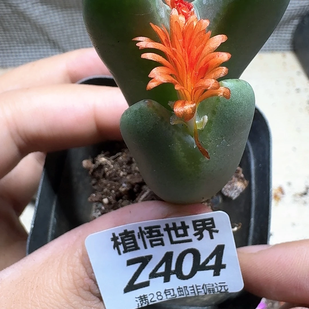 多肉植物的人生fgbj