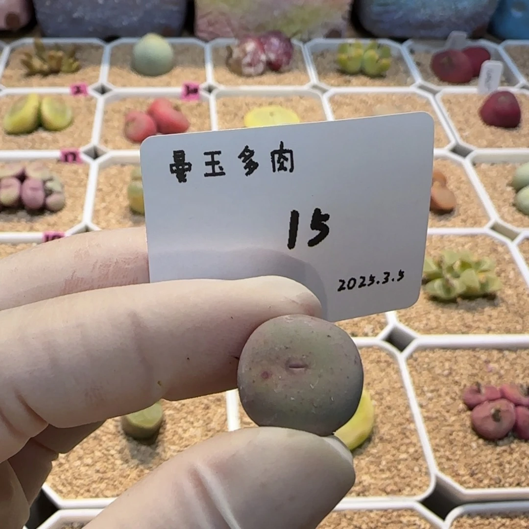 w****i多肉多肉多肉3.5-015