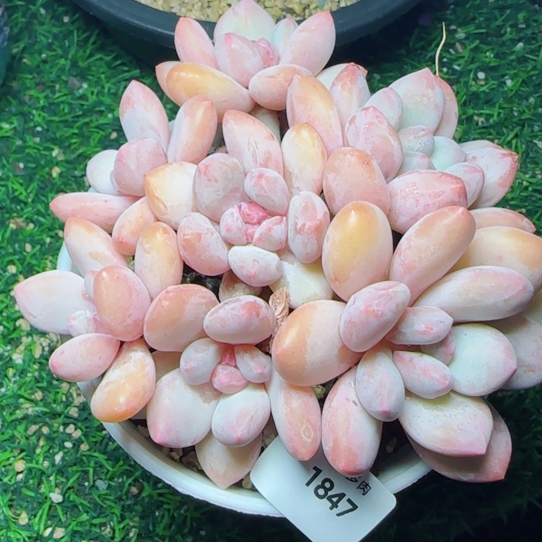 香水，1847多肉植物