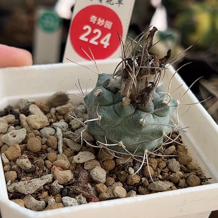 实生优选长刺娇丽3cm