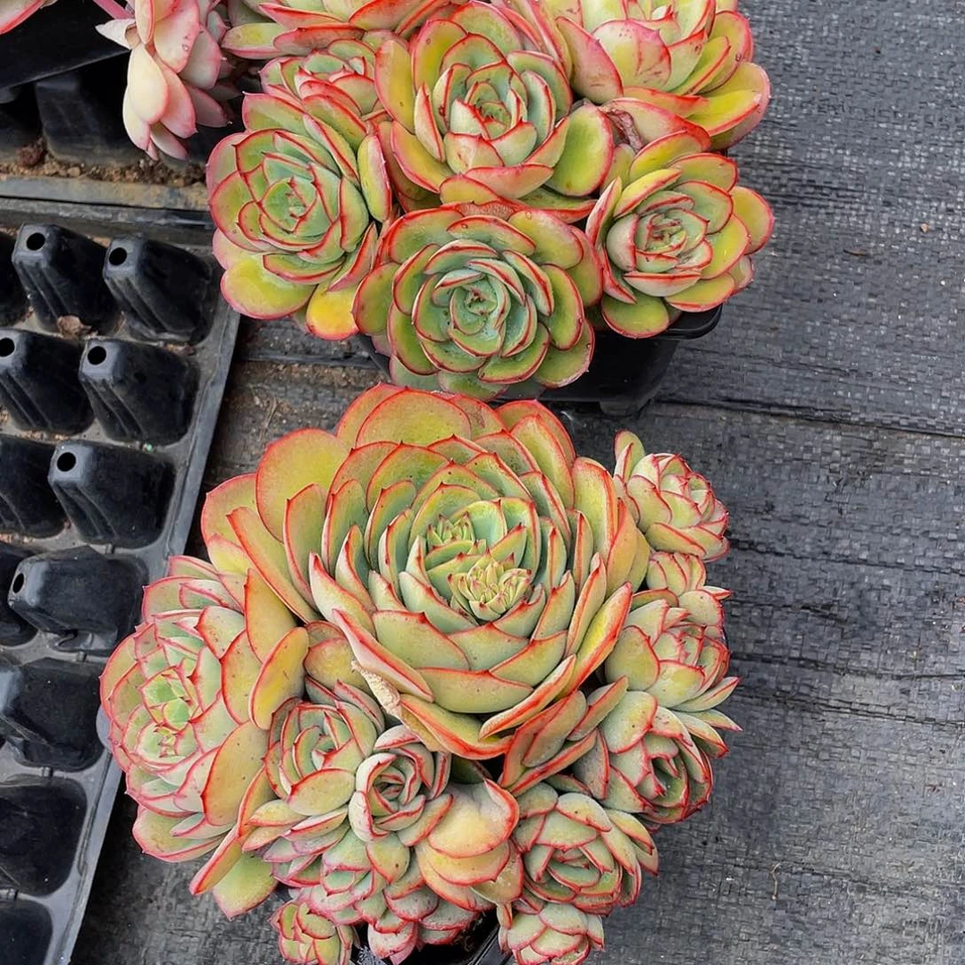 夏*牡丹停多肉植物2颗