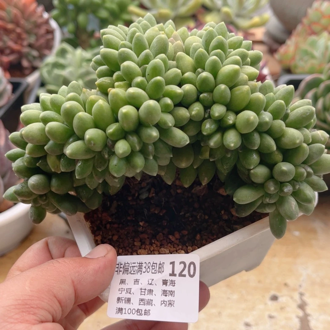 120千代田缀德华多肉