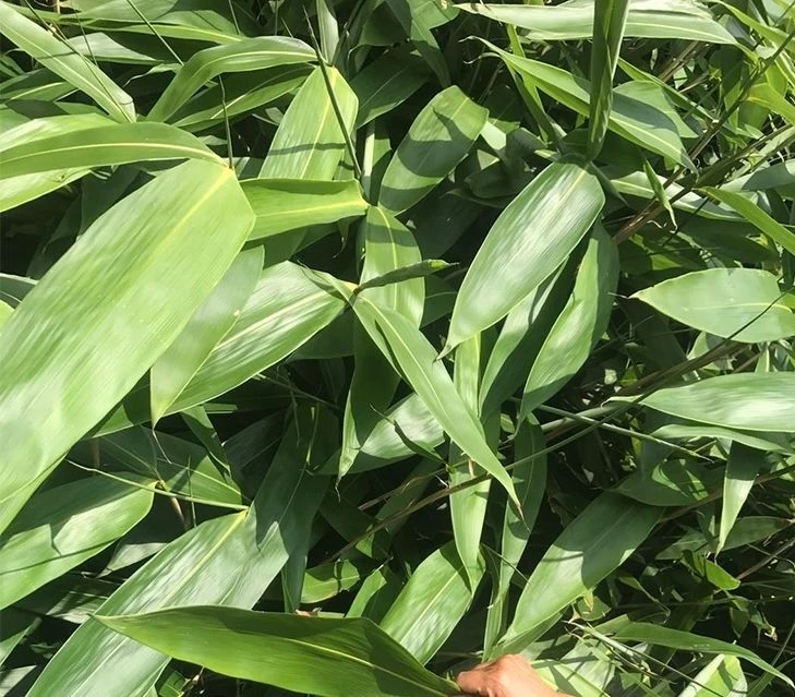 粽子叶新鲜大粽叶宽叶野生箬叶真空装棕叶家用端午节粽叶批发