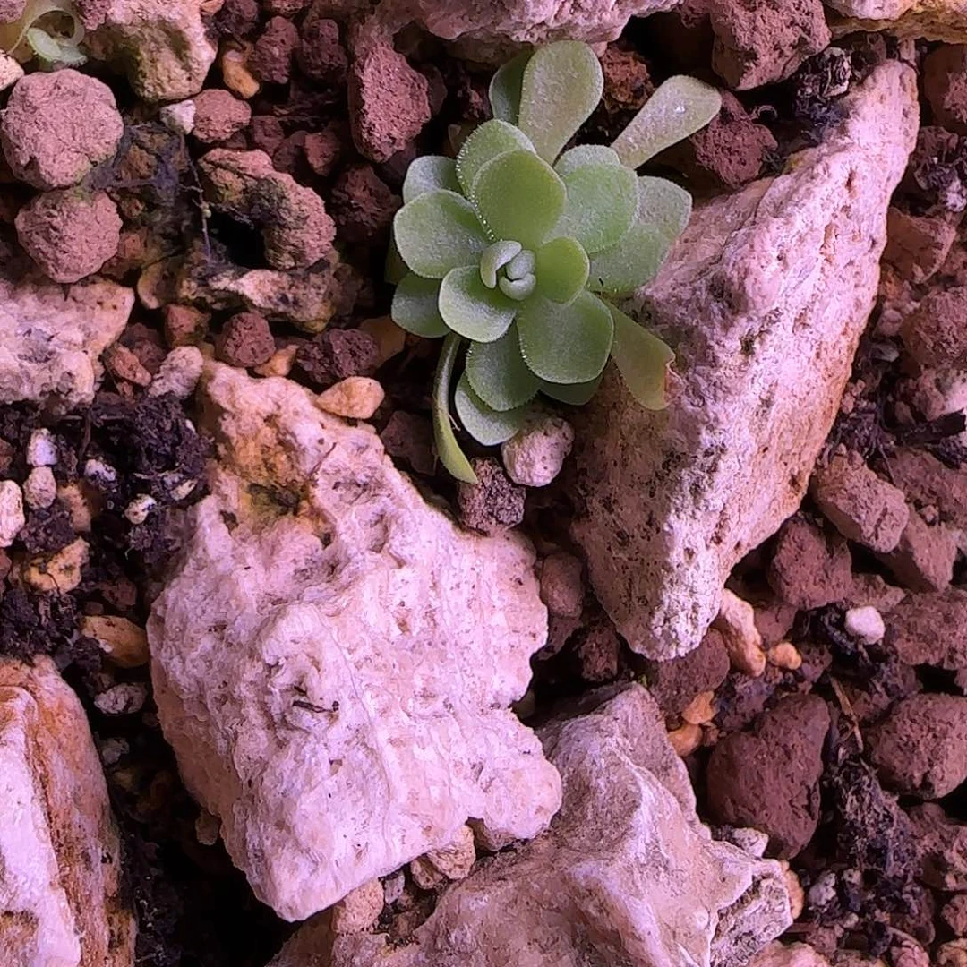 嘉***乐无花朵专拍捕虫堇