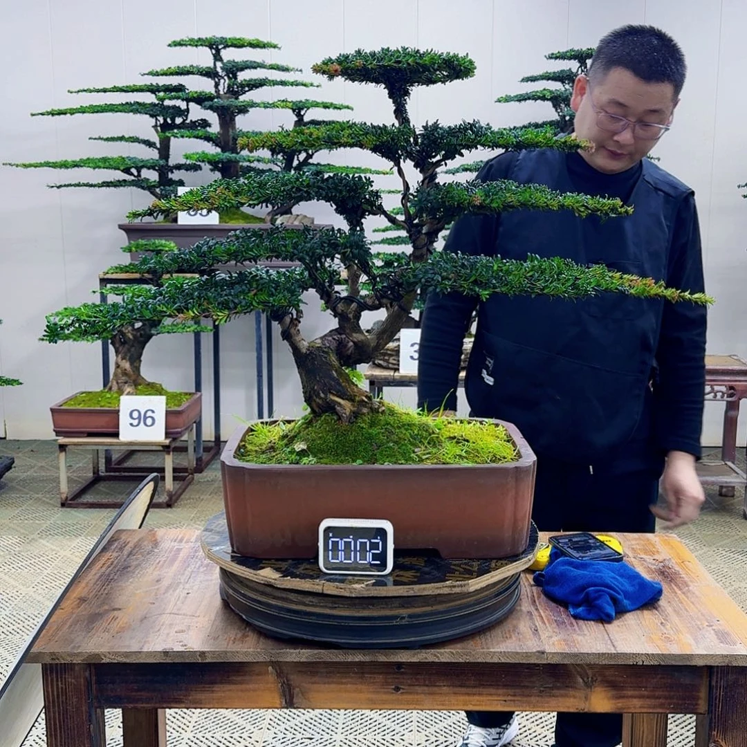 无花朵珍珠红芽罗汉松造型盆景