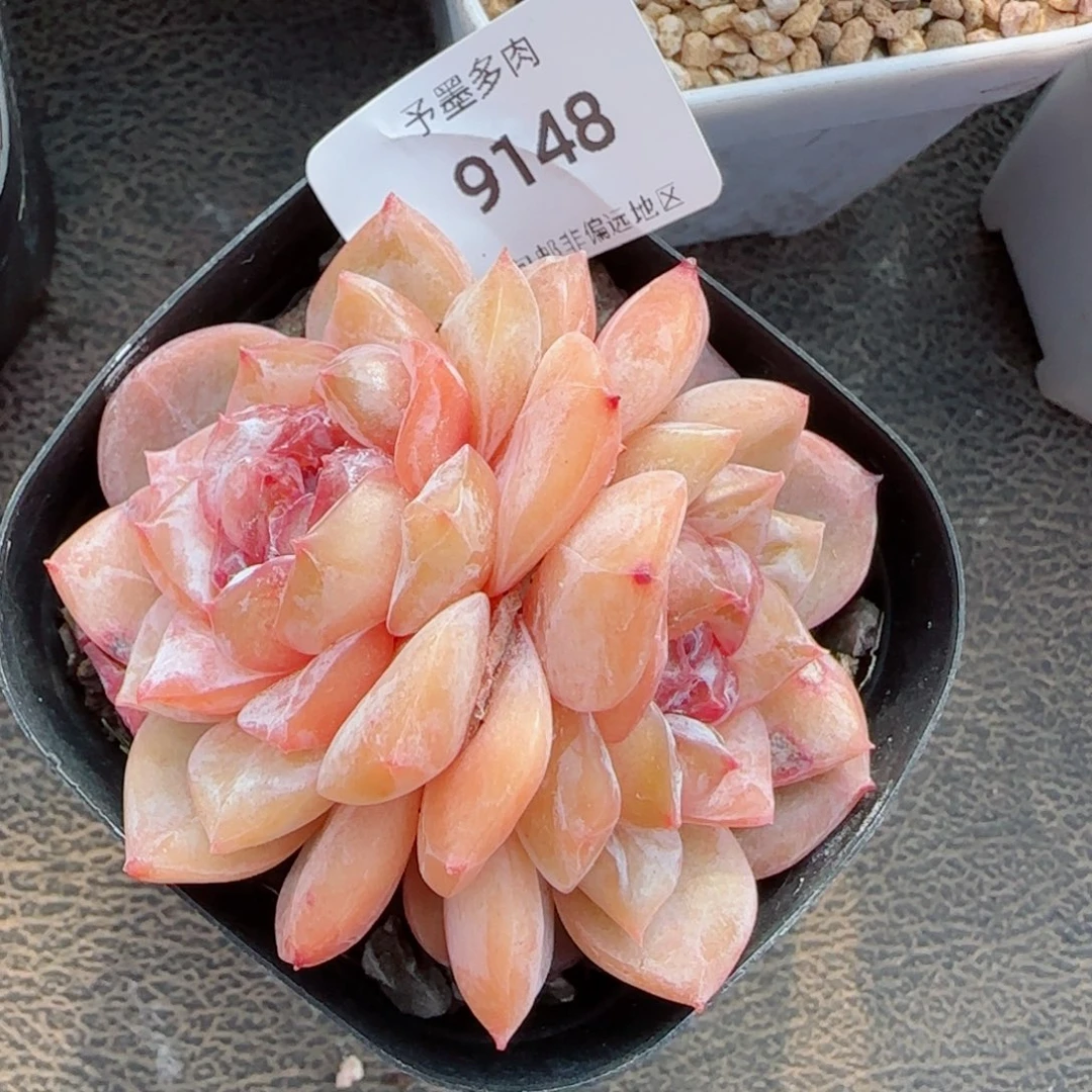 开播福利，9148多肉植物