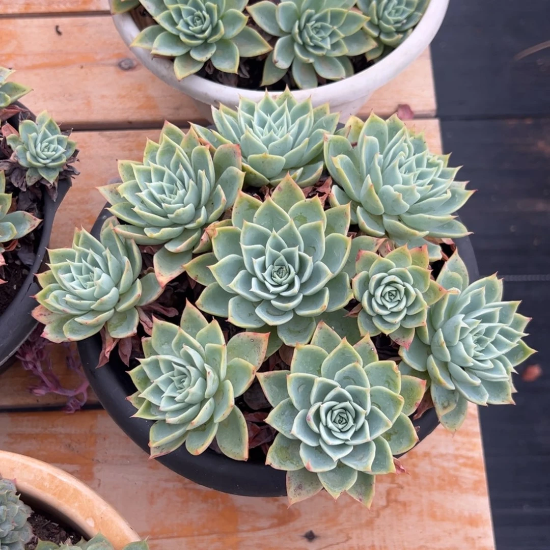 多肉植物多头三色堇