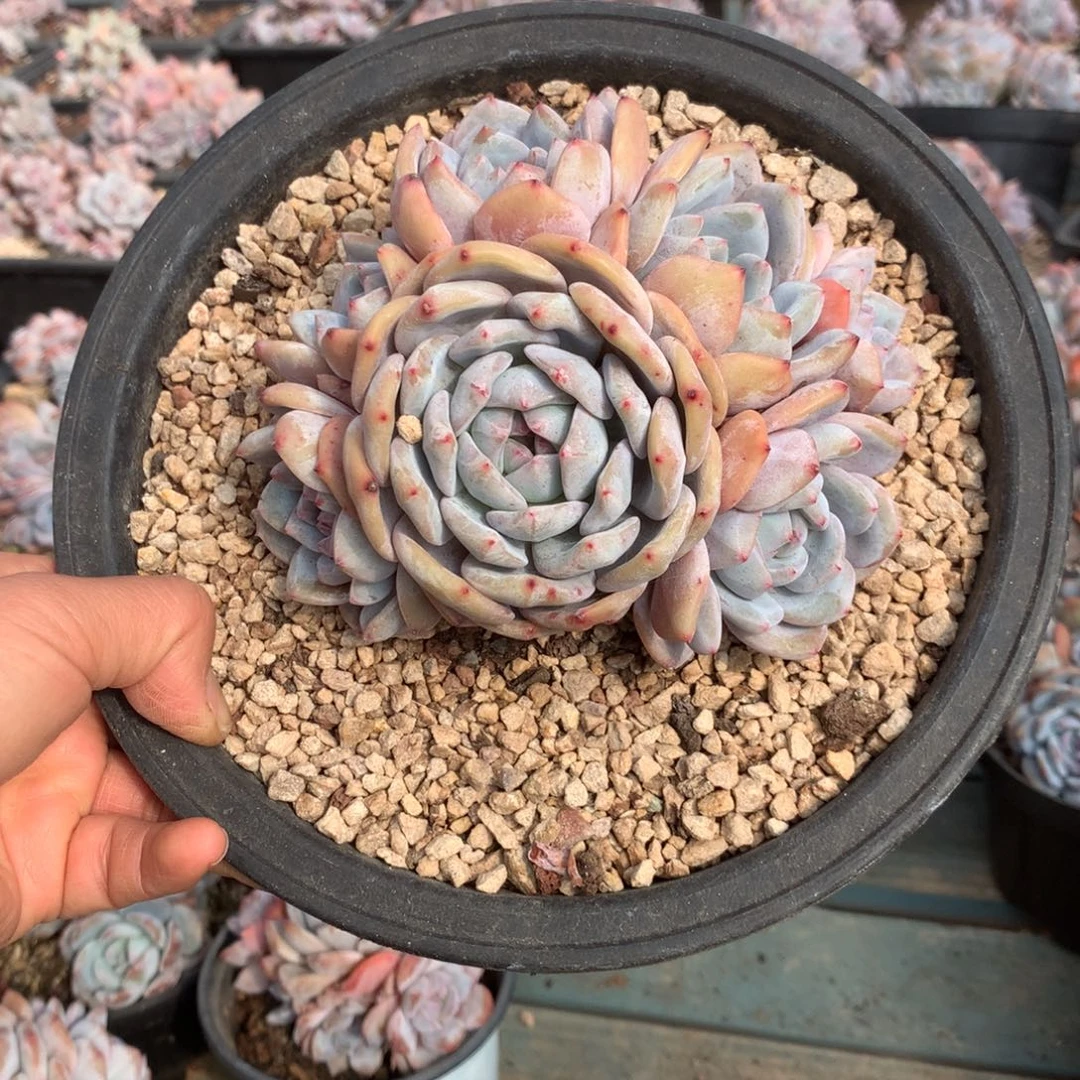 无花朵哈哈哈哈哈哈哈哈哈10