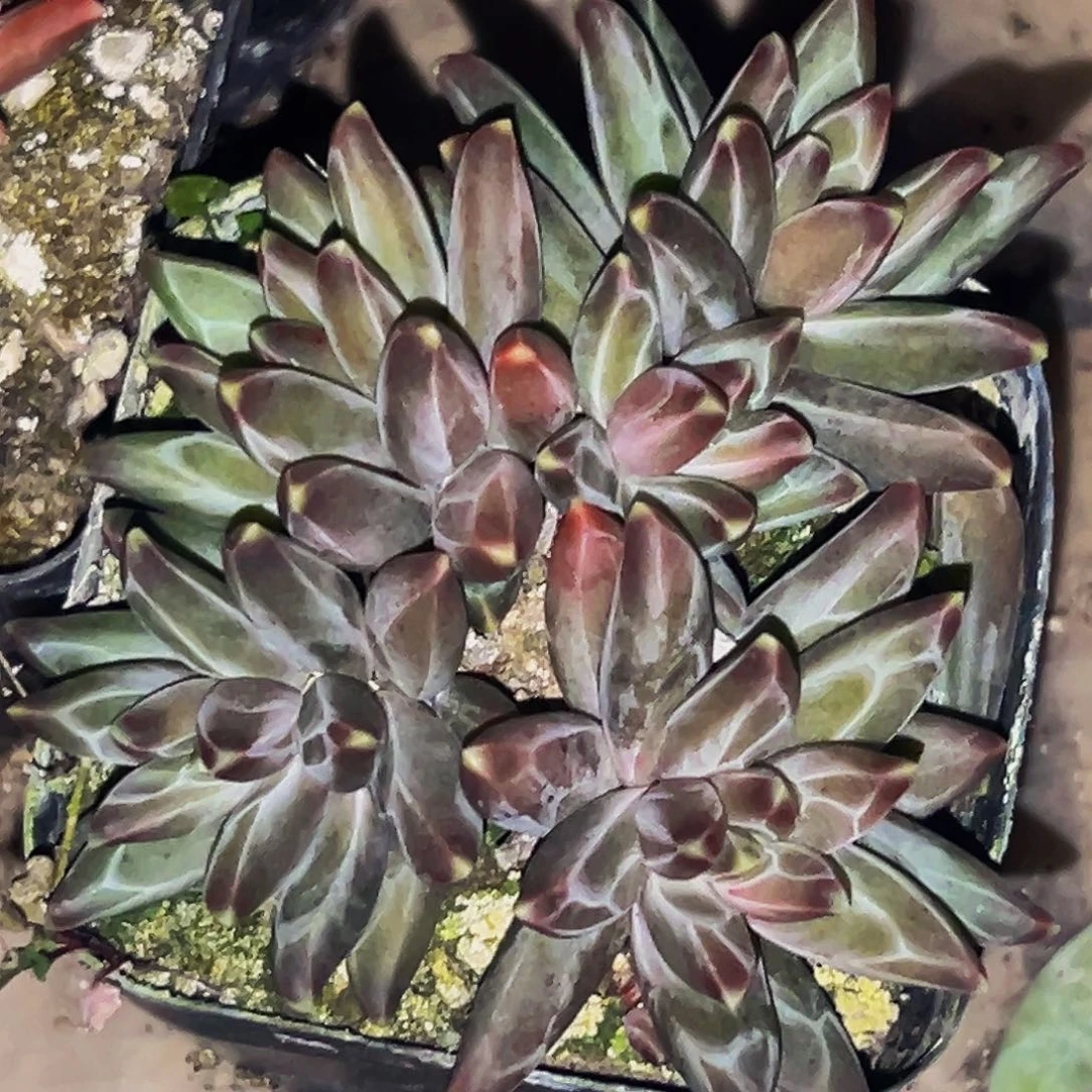 桔云多肉美人精品系列