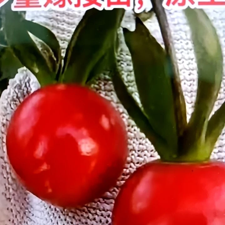 无花朵东方剑扦插