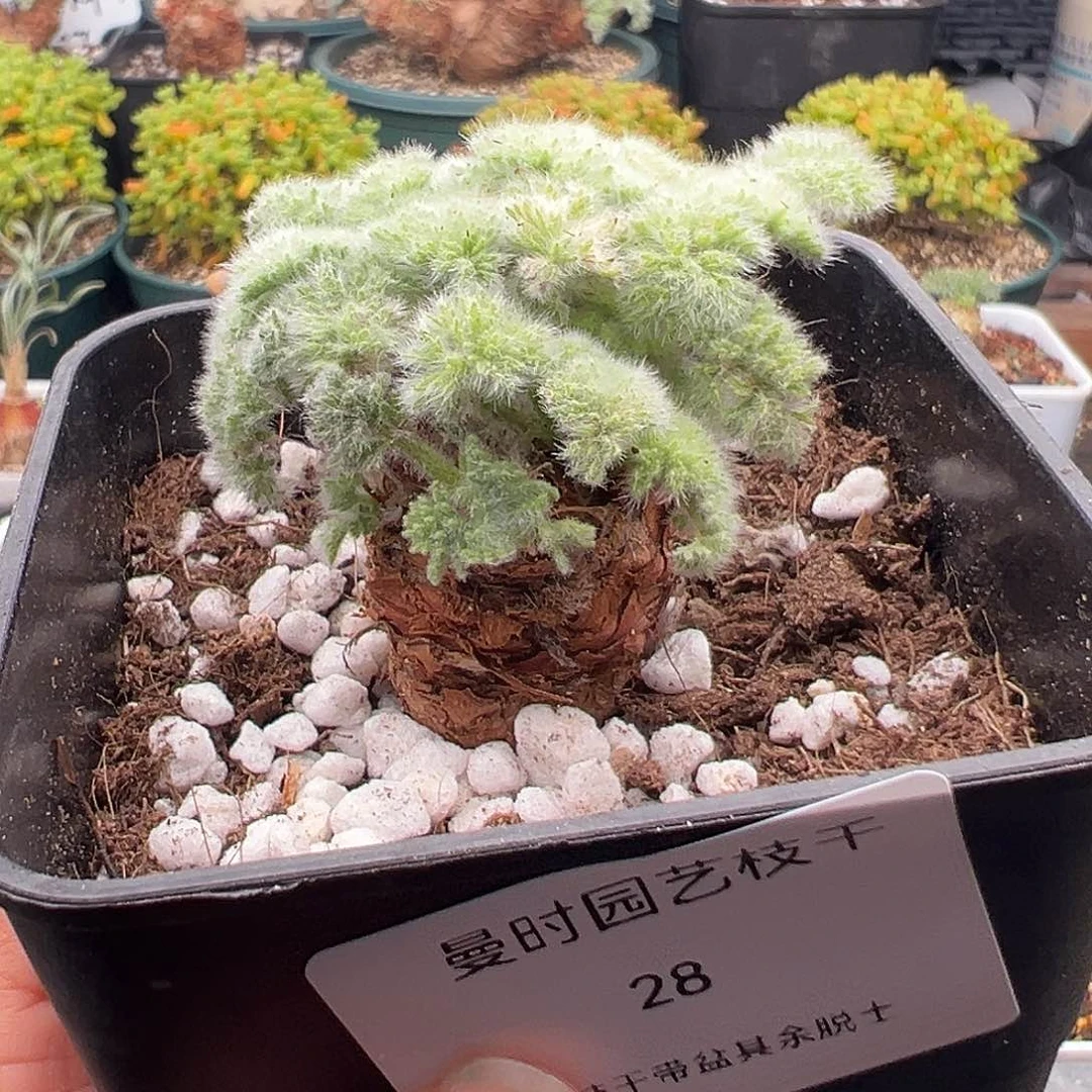 28号羽叶洋奎11.25多肉