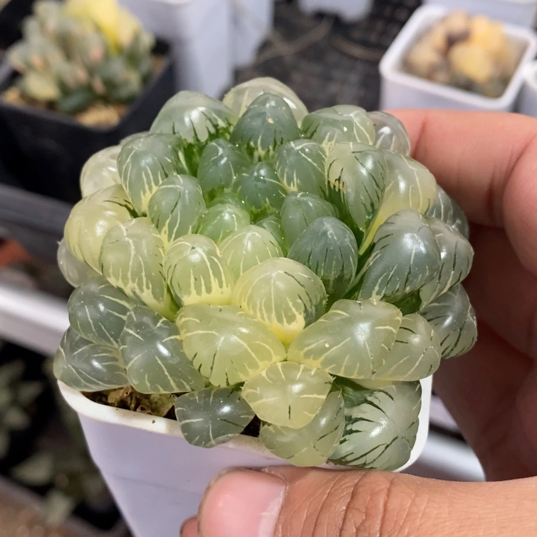 一颗湖水玉露锦 开播福利