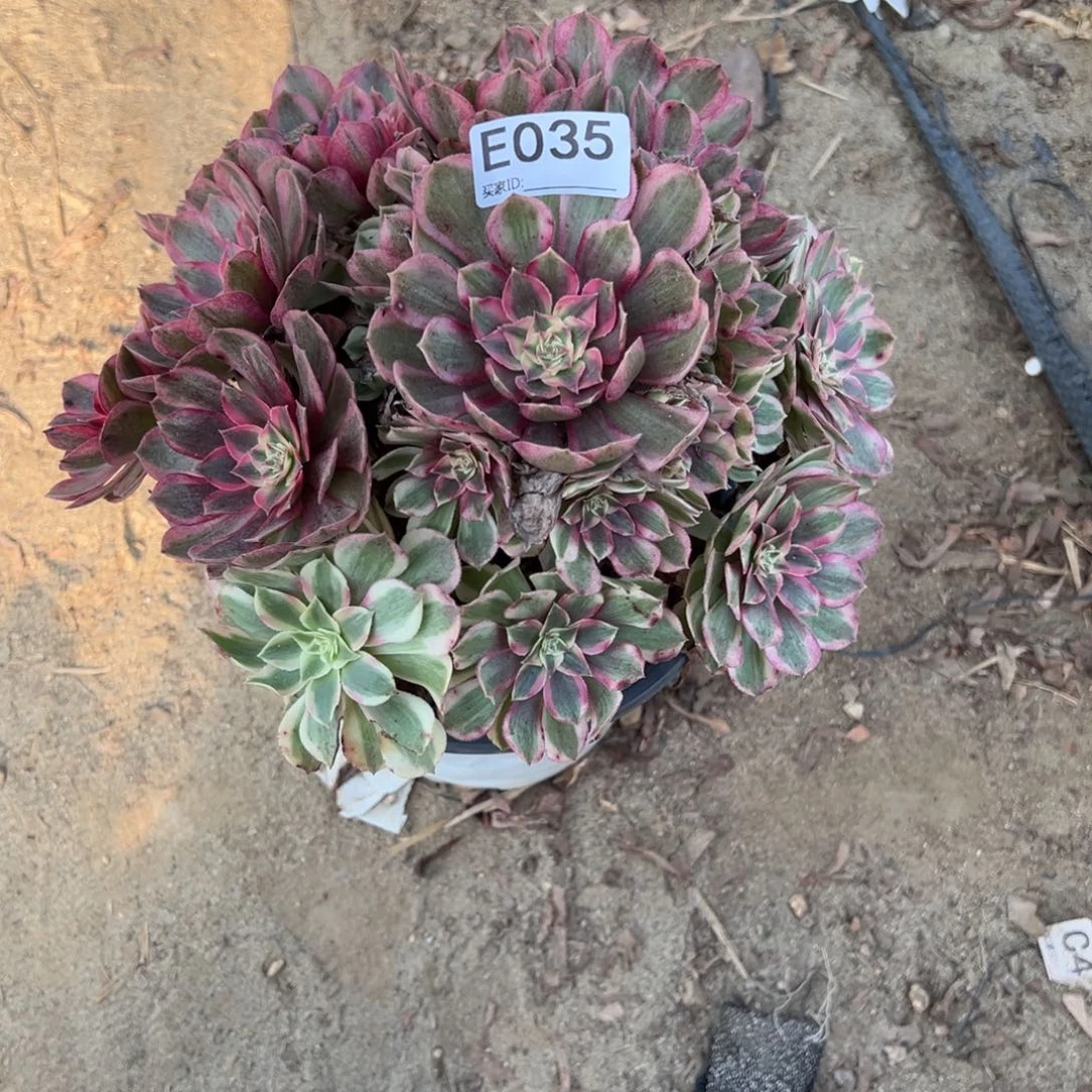 035半糖多肉植物法师