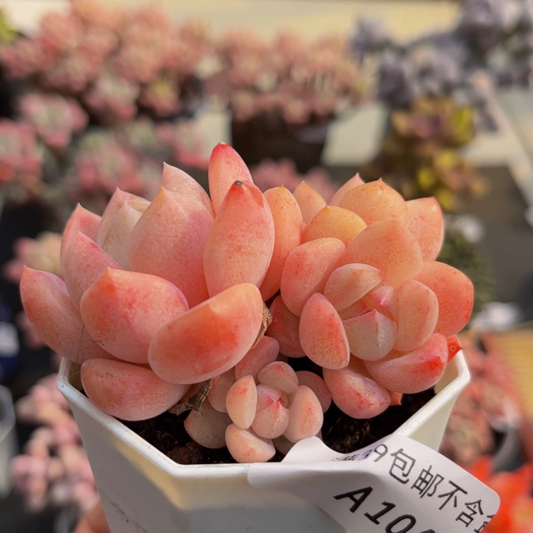 104/6cm冰冰多肉植物